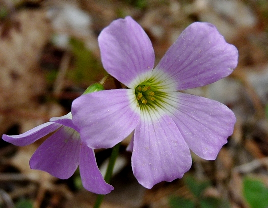 {Oxalis violacea}